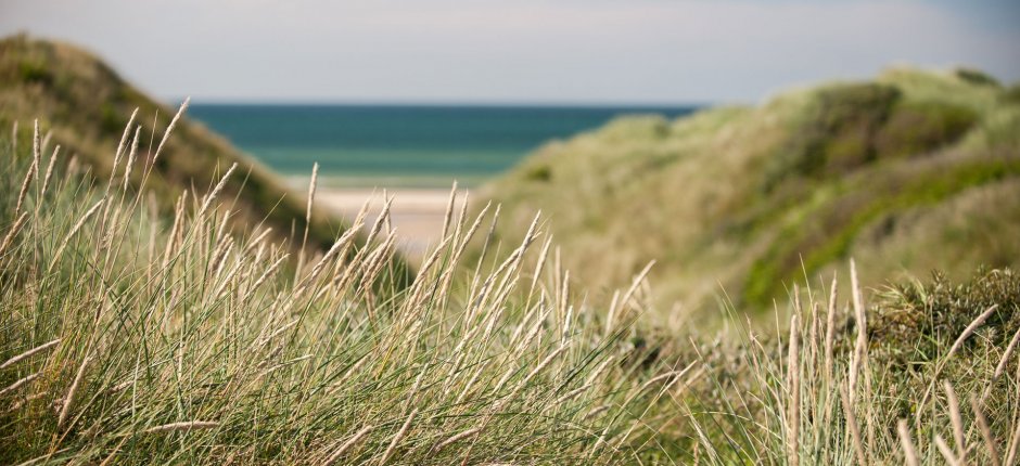 Duńska plaża i trawy